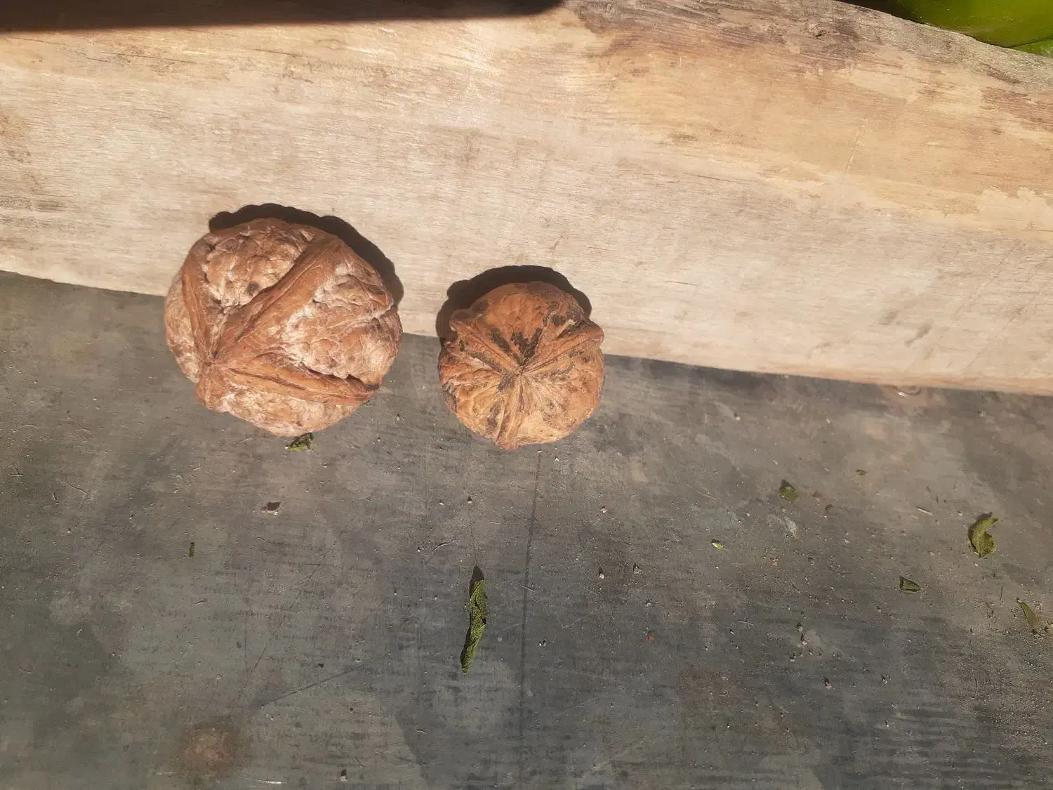 گردو|خوردنی و آشامیدنی|کامیاران, |دیوار