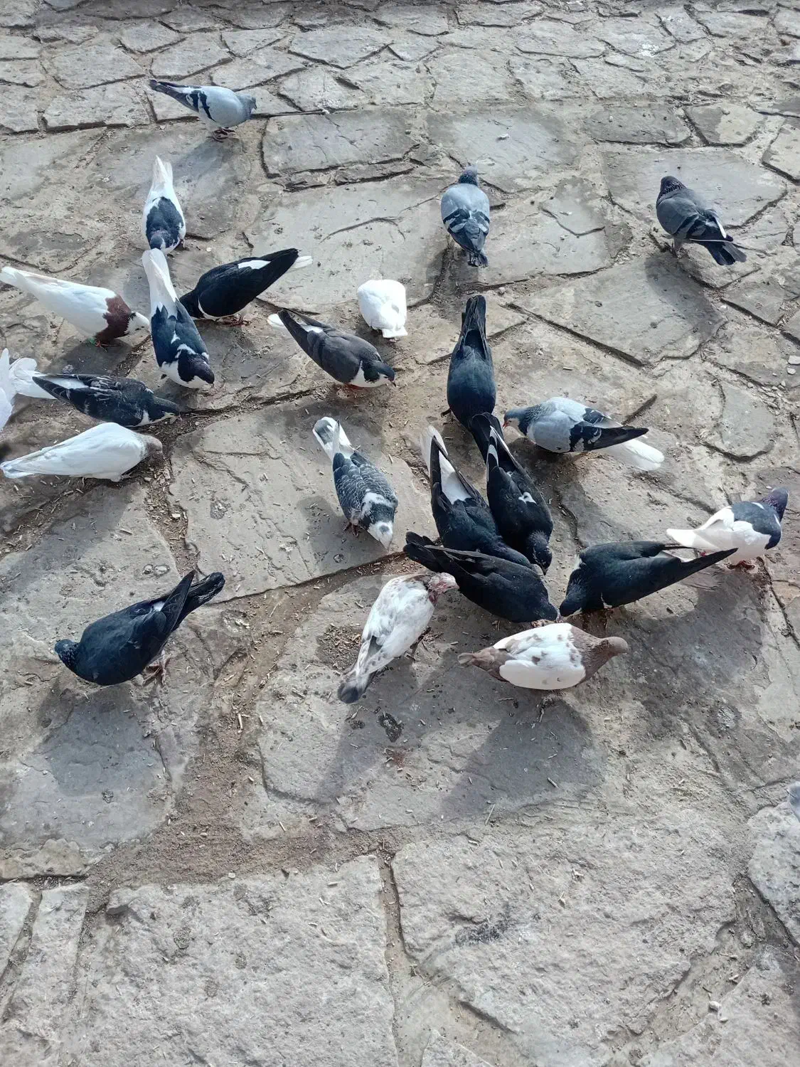 کبوتر|پرنده|مشهد, نوچاه|دیوار