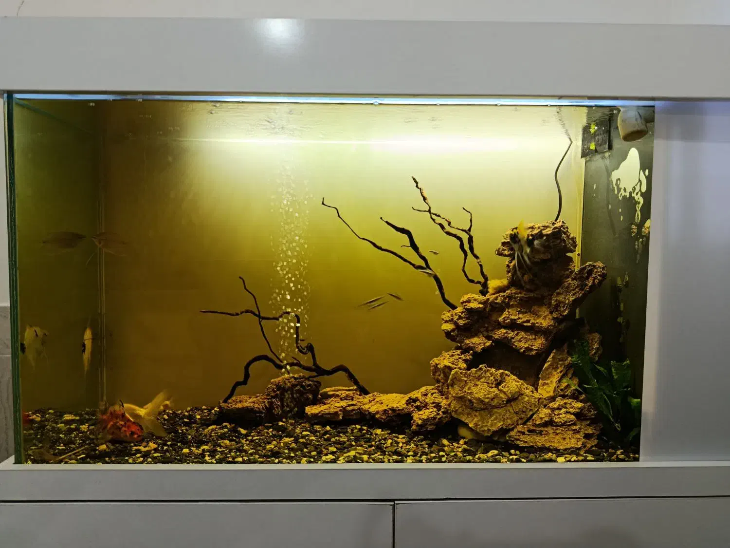 آکواریوم ۱ متری|ماهی|بانه, |دیوار