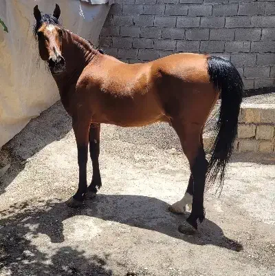 اسب|اسب و تجهیزات اسب‌سواری|یزد, |دیوار