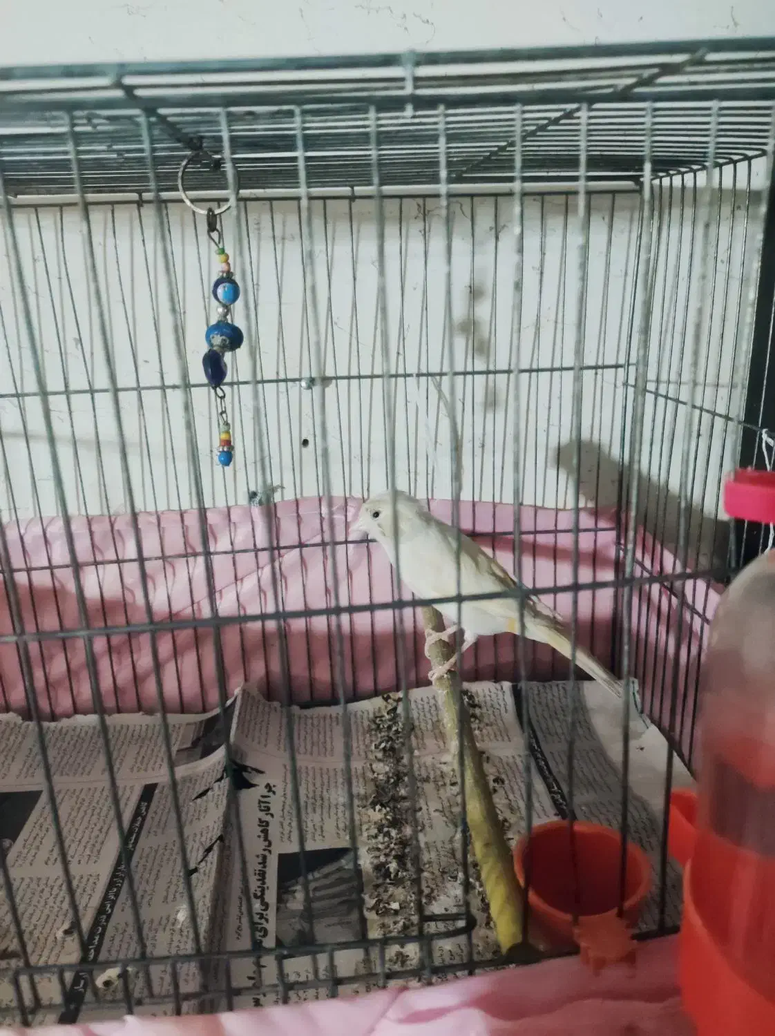 تعدادی قناری|پرنده|پاکدشت, پاکدشت (مامازند)|دیوار