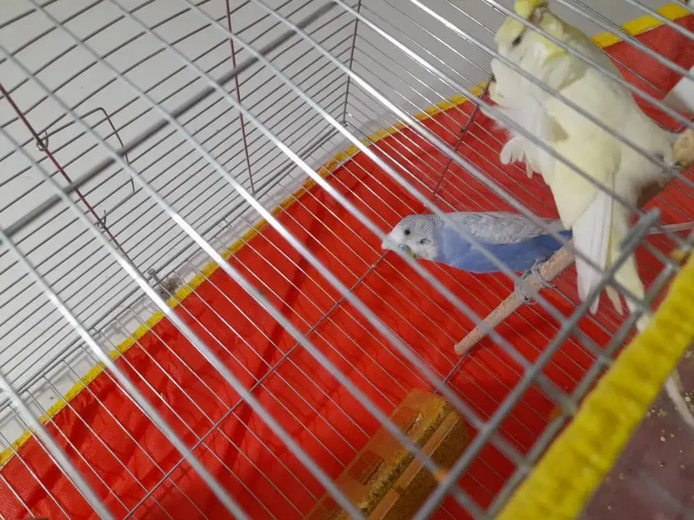 مرغ عشق قناری|پرنده|کرمان, |دیوار