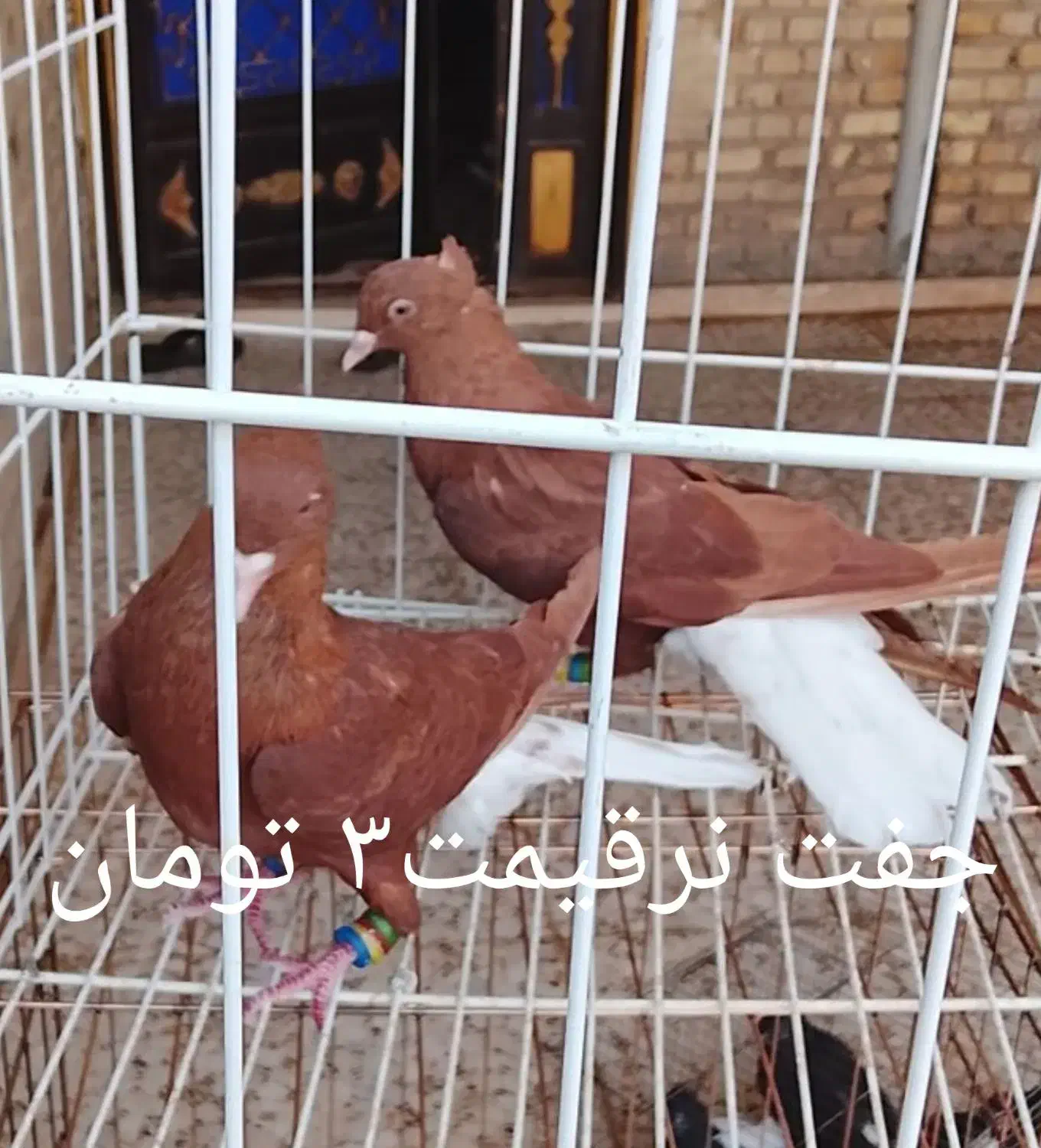 دم سفید|پرنده|اهواز, فرهنگ شهر|دیوار