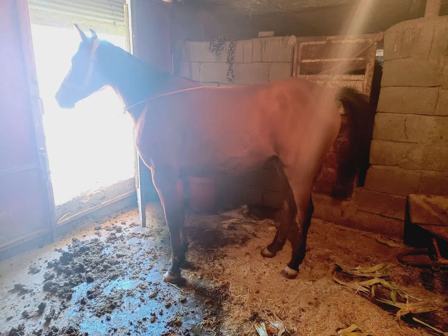 اسب|اسب و تجهیزات اسب‌سواری|خرم‌آباد, |دیوار