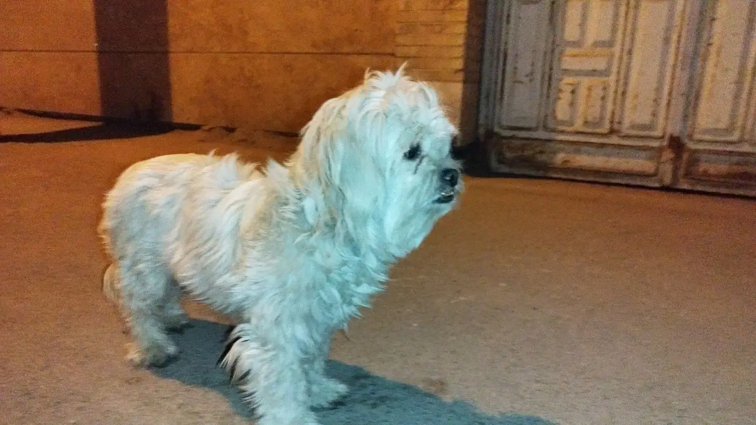 گمشده|حیوانات|یزد, |دیوار