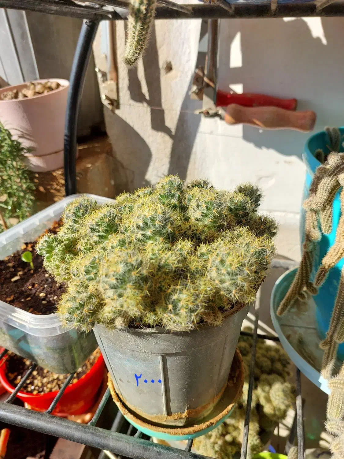 فروش گلدان های کاکتوس|گل و گیاه طبیعی|کرج, برغان|دیوار