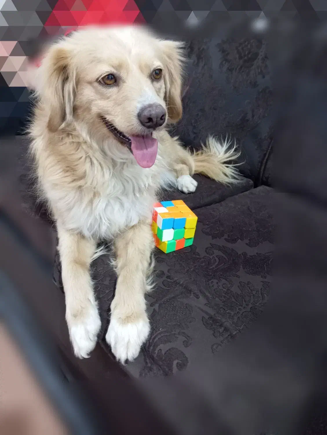 سگ پاکوتاه|سگ|بردسکن, |دیوار