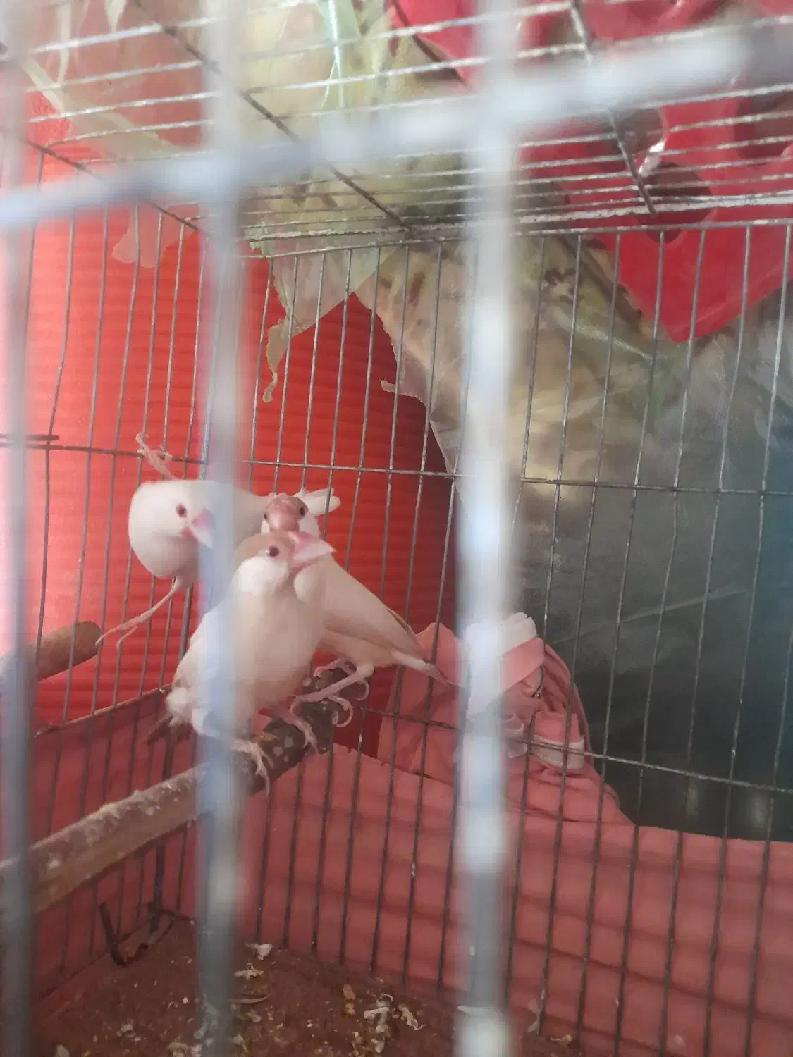 فنچ|پرنده|شیراز, گویم|دیوار