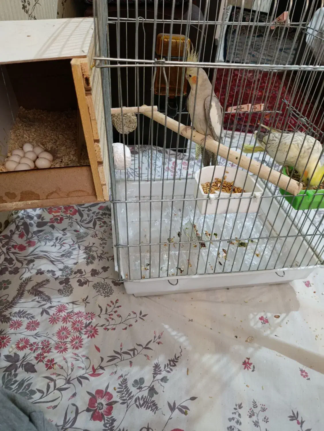 عروس هلندی نرو ماده همراه 10عدد تخم|پرنده|قرچک, شهرک مهستان|دیوار