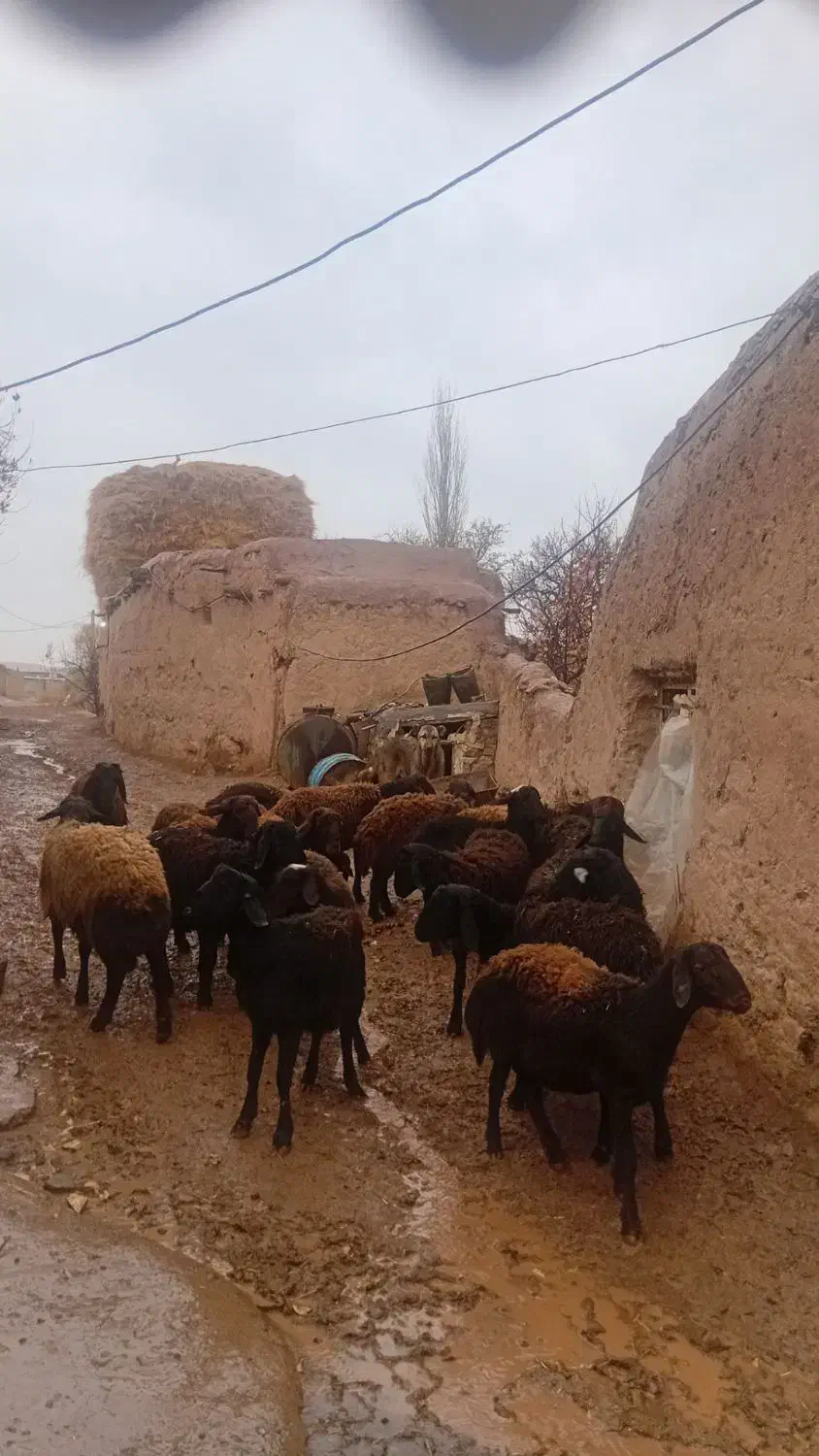 17عدد گوسفند نر جوان دشتی آماده برای پروار بندی|حیوانات مزرعه|حلب, |دیوار