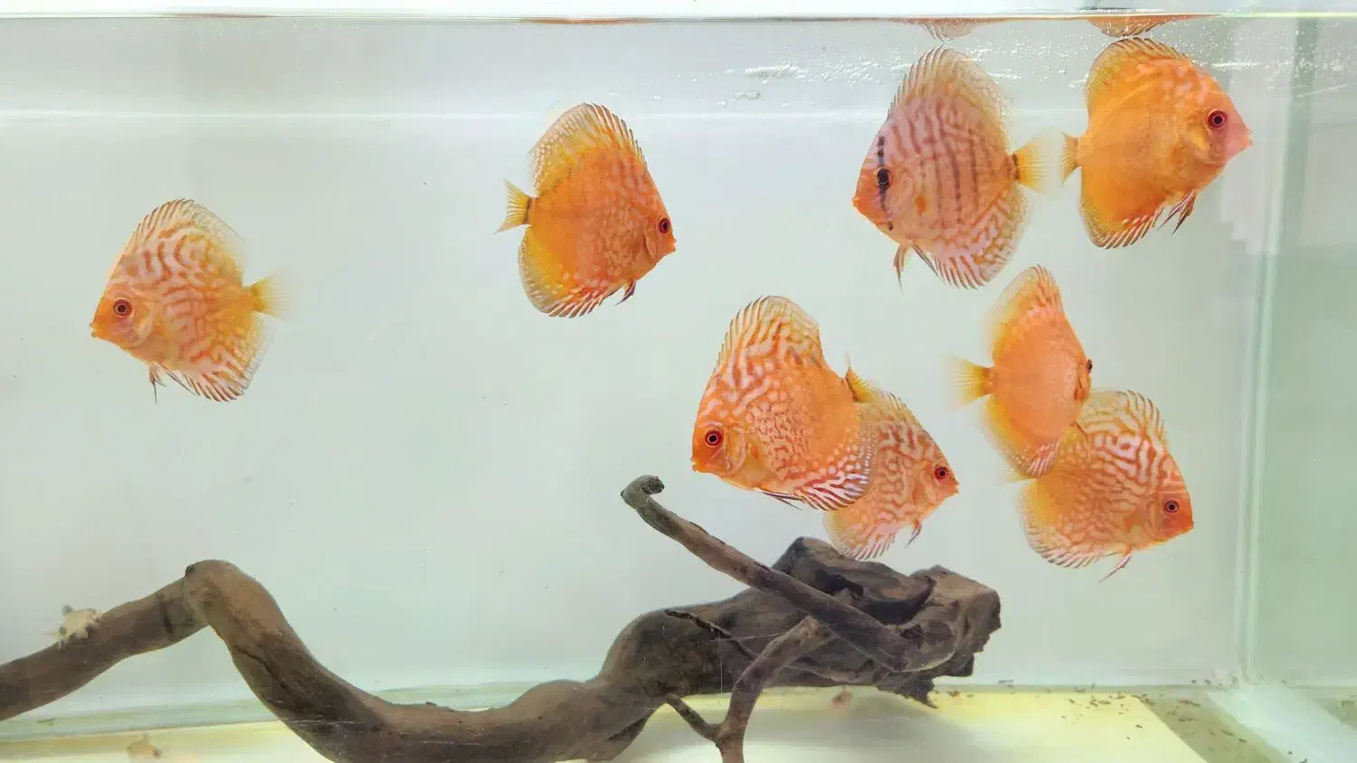 ماهی دیسکس|ماهی|باسمنج, |دیوار