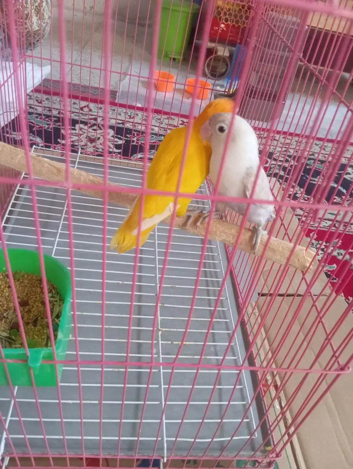 طوطی کوتوله برزیلی|پرنده|خاش, |دیوار