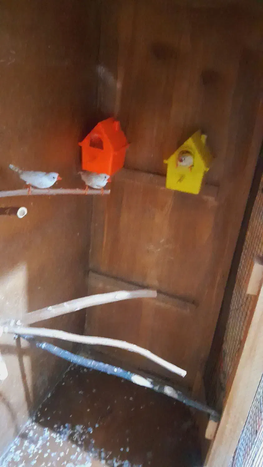 فنچ زبرا|پرنده|بوئین زهرا, |دیوار