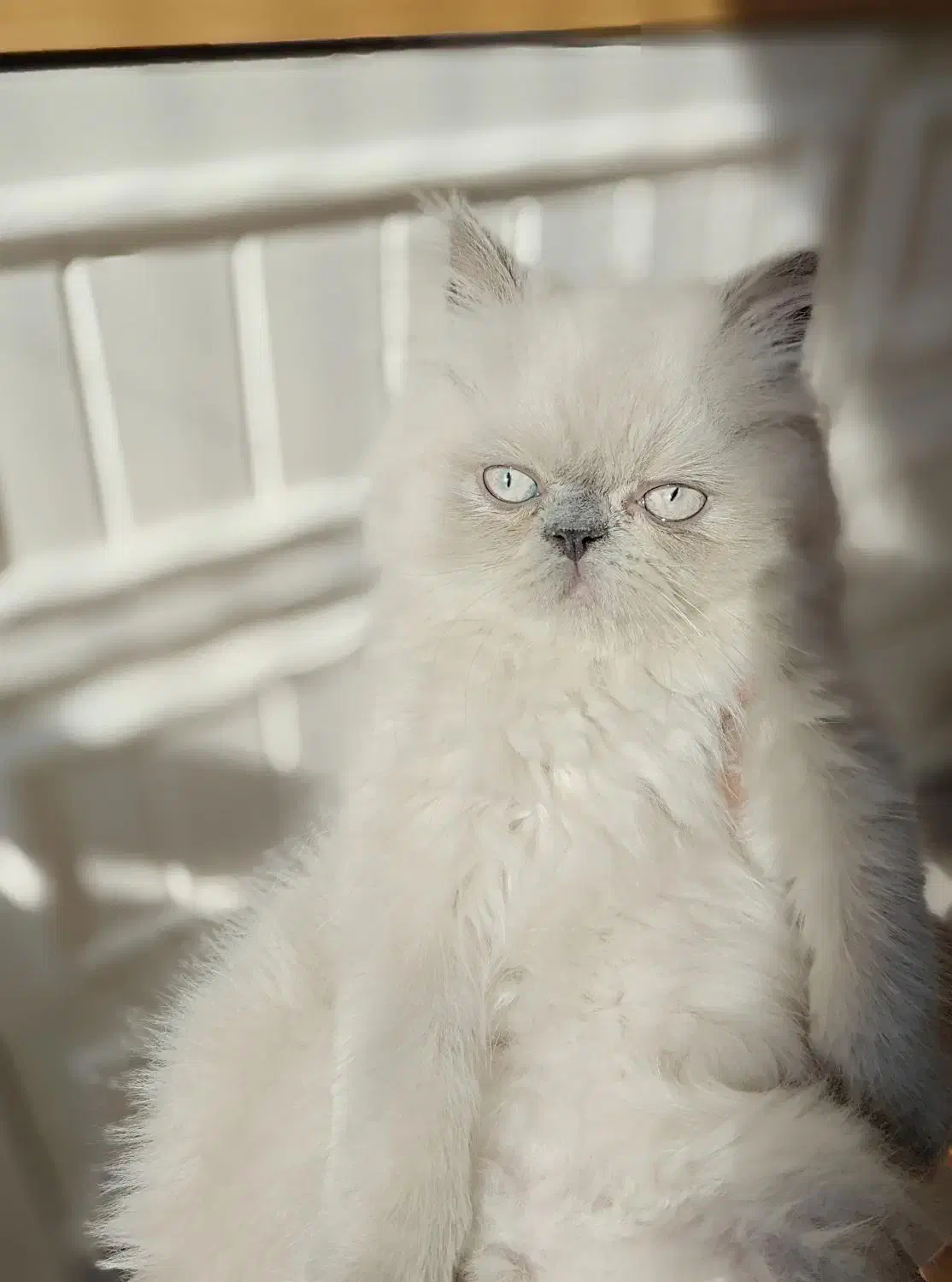 گربه هیمالین بریتیش|گربه|رشت, نیکمرام|دیوار