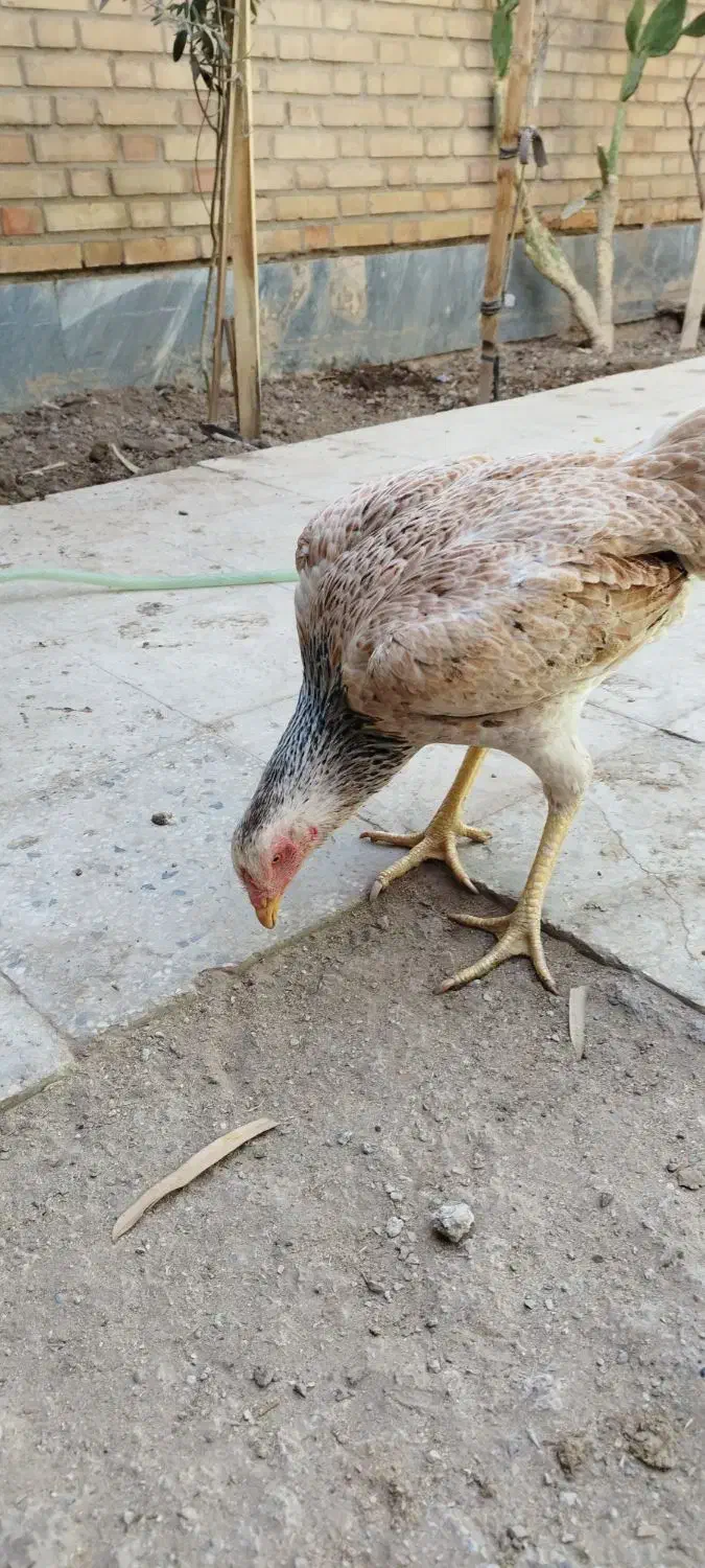 مرغ لاری اصل|حیوانات مزرعه|خاوران, |دیوار