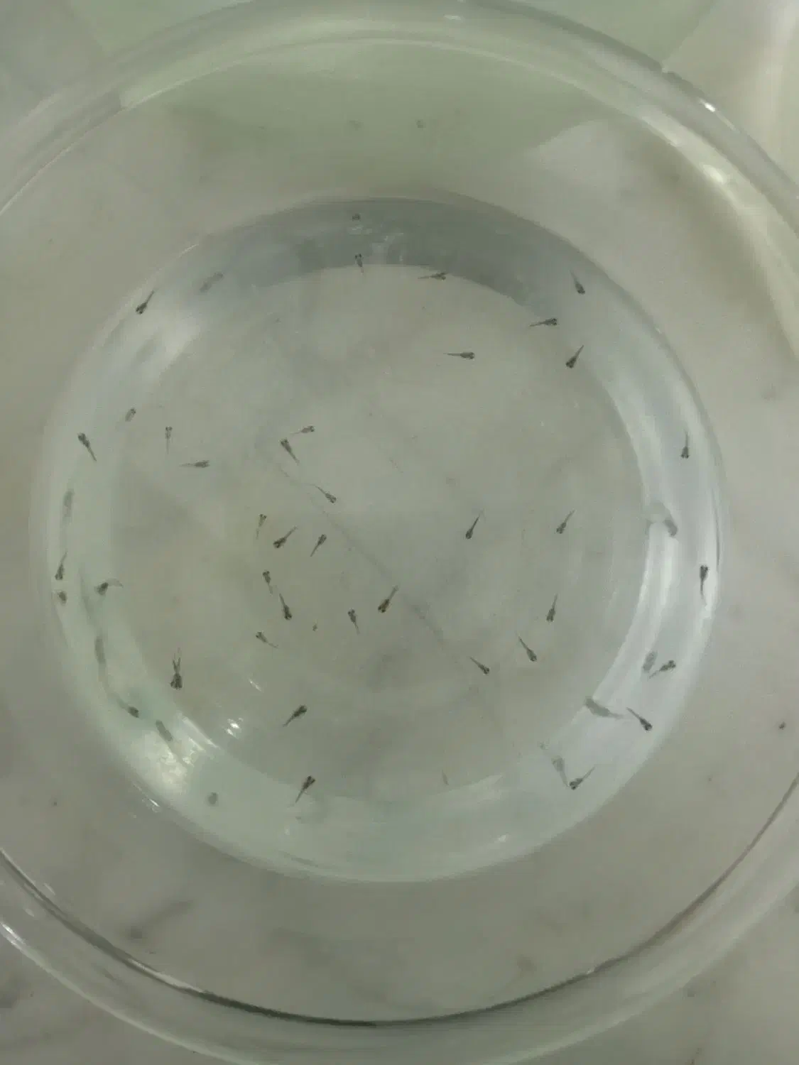 ماهی گوپی آکواریومی|ماهی|اصفهان, همدانیان|دیوار