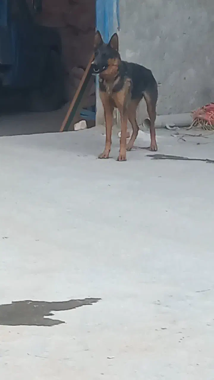 واگذاری  سگ ژرمن|سگ|اصفهان, ابر|دیوار