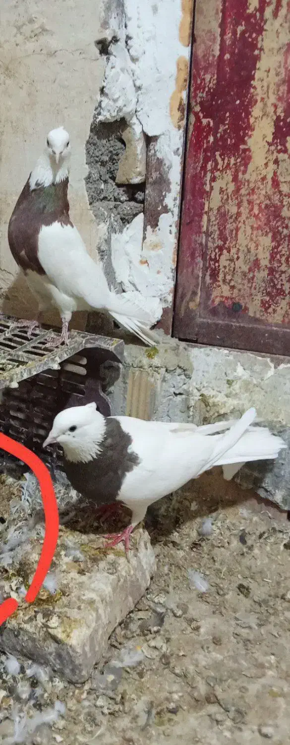 کبوتر طوقی جفت|پرنده|پائین جام, |دیوار