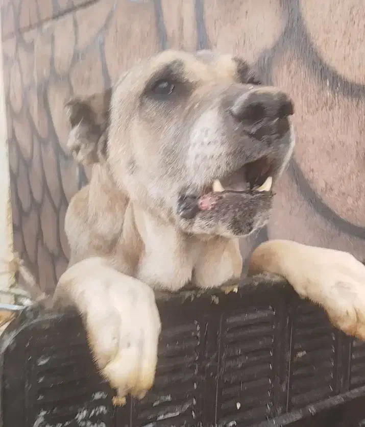 سگ سرابی نر|سگ|تبریز, |دیوار