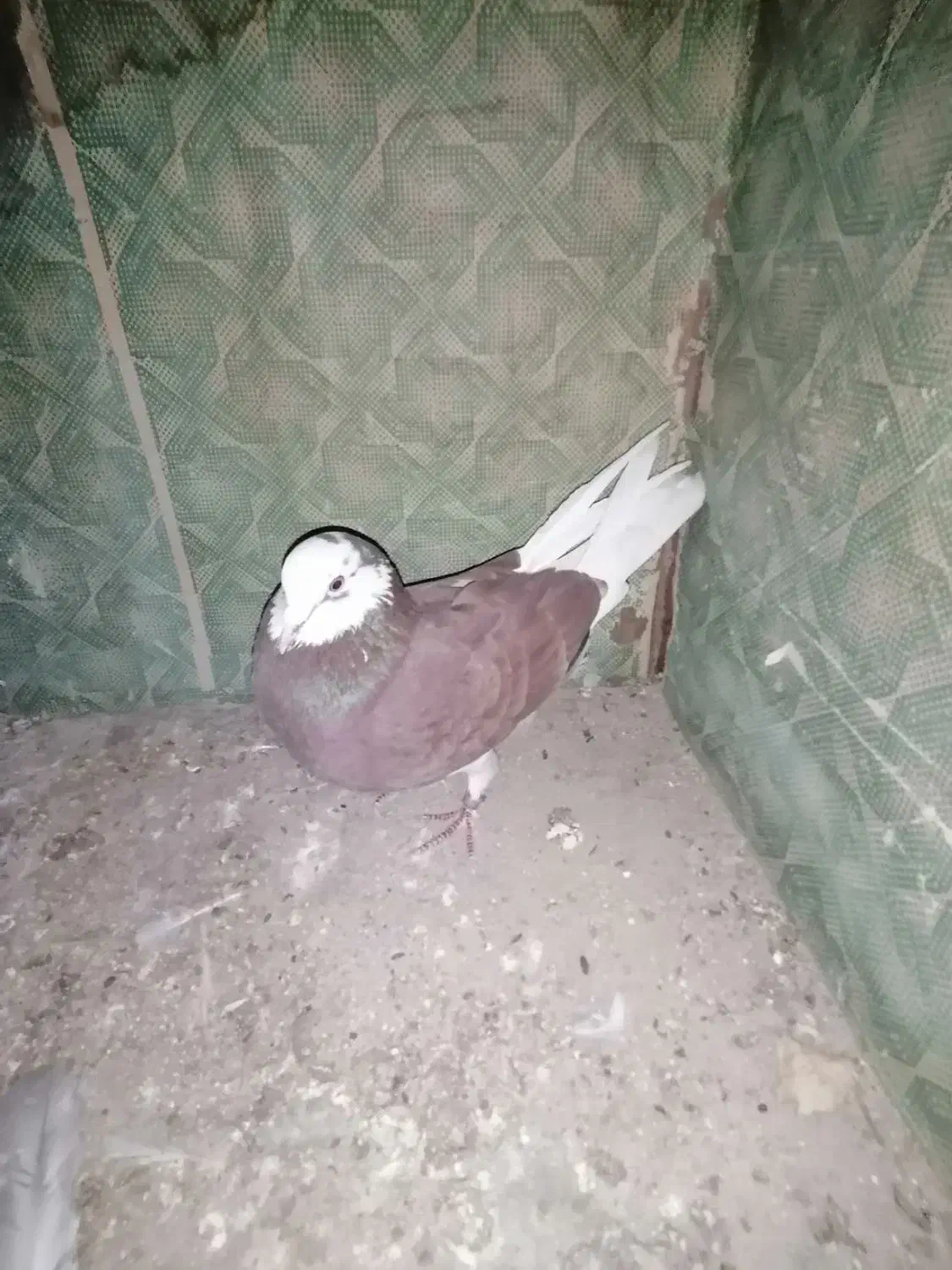 کبوتر پرشی|پرنده|نقده, |دیوار