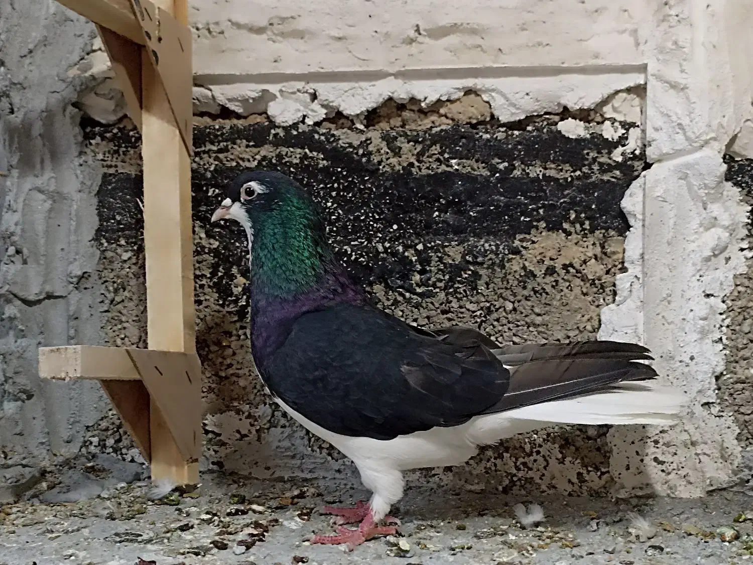 کفتر|پرنده|داراب, |دیوار