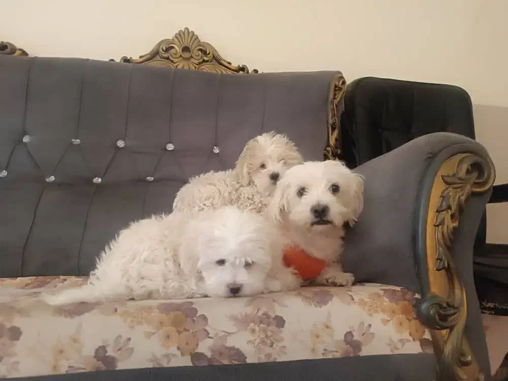 حیوان خانگی سگ|سگ|بم, |دیوار