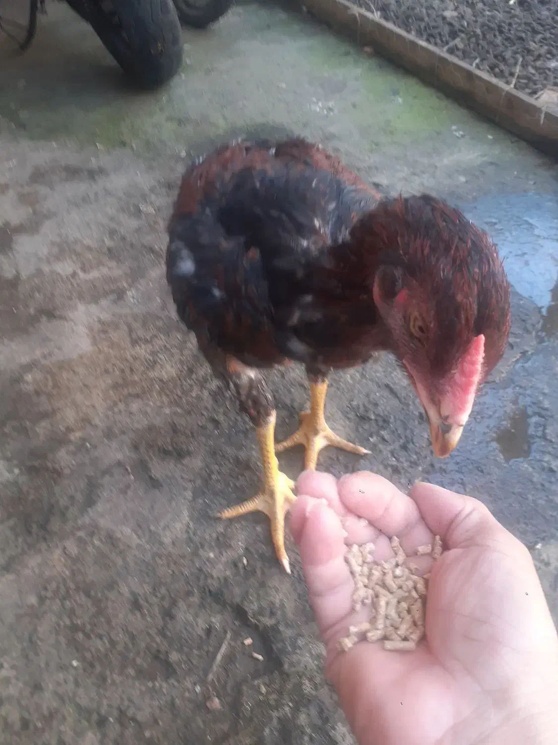 خروس لار|حیوانات مزرعه|لاهیجان, خالو باغ|دیوار