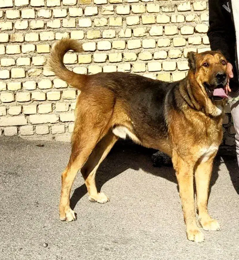 واگذاری سگ پژدر|سگ|لنجان, |دیوار