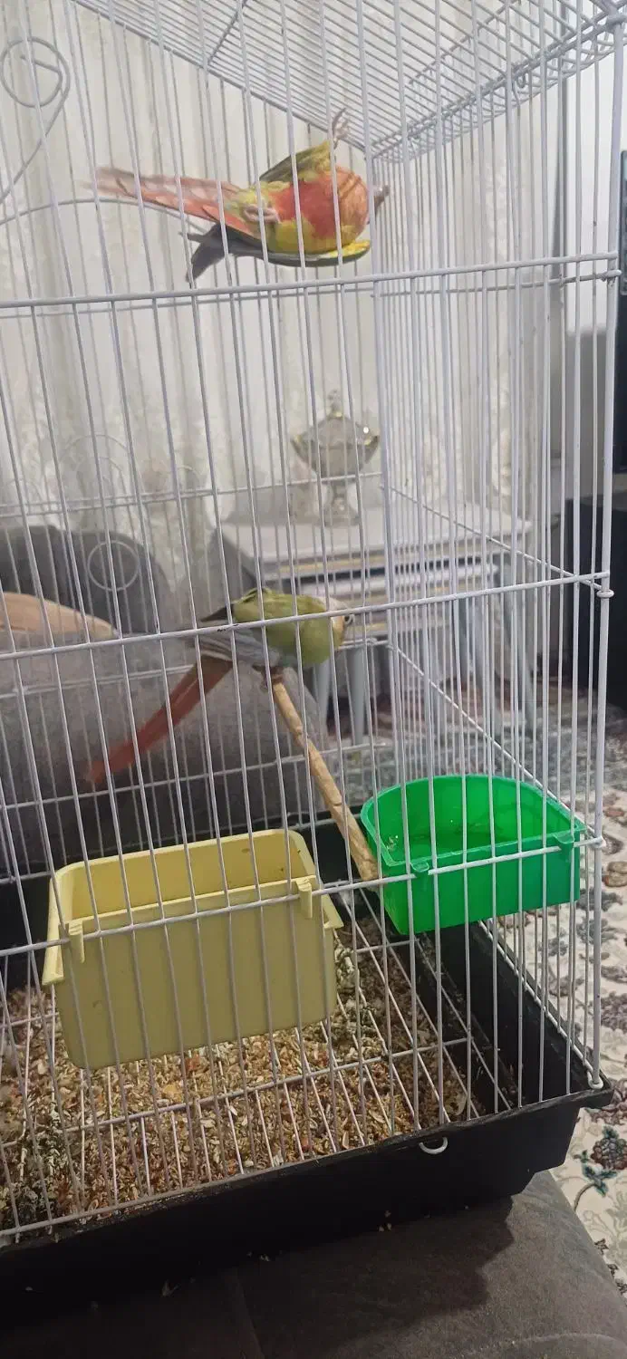 طوطی گرینچک|پرنده|اشنویه, |دیوار