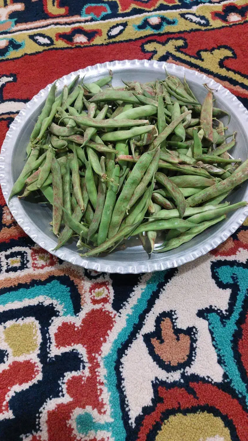 لوبیا چیتی سبز تازه|خوردنی و آشامیدنی|اهر, |دیوار