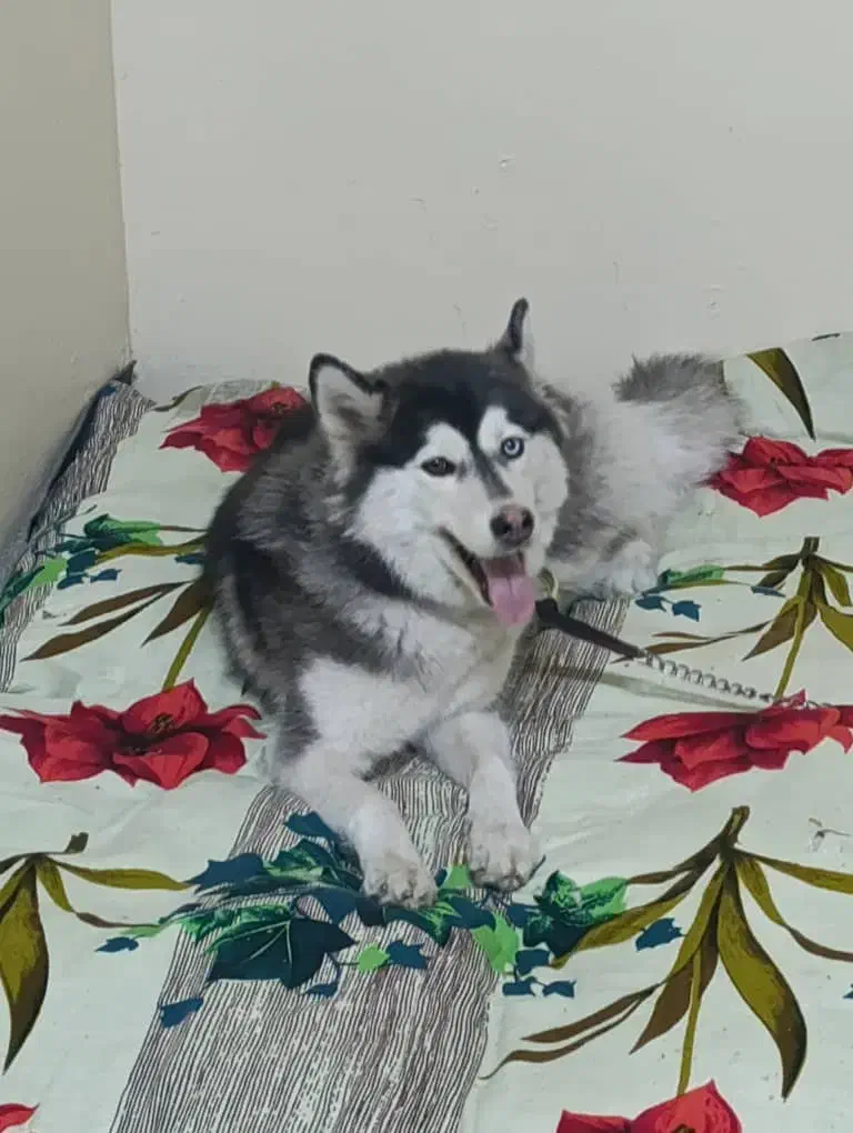 سگ هاسکی|سگ|دزفول, |دیوار