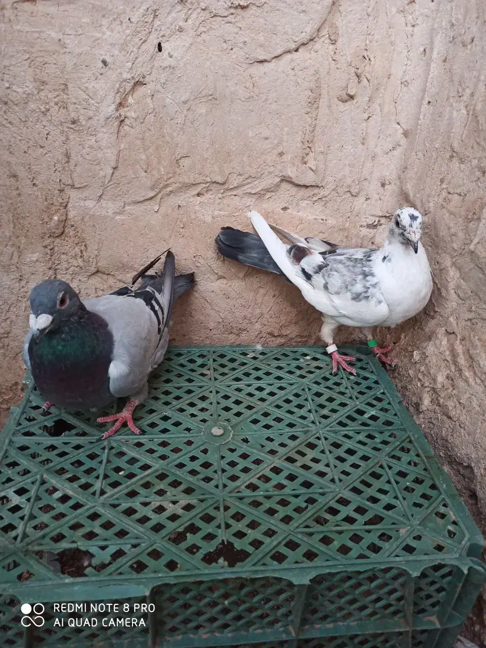 جفت نر آلمانی|پرنده|مه ولات, |دیوار