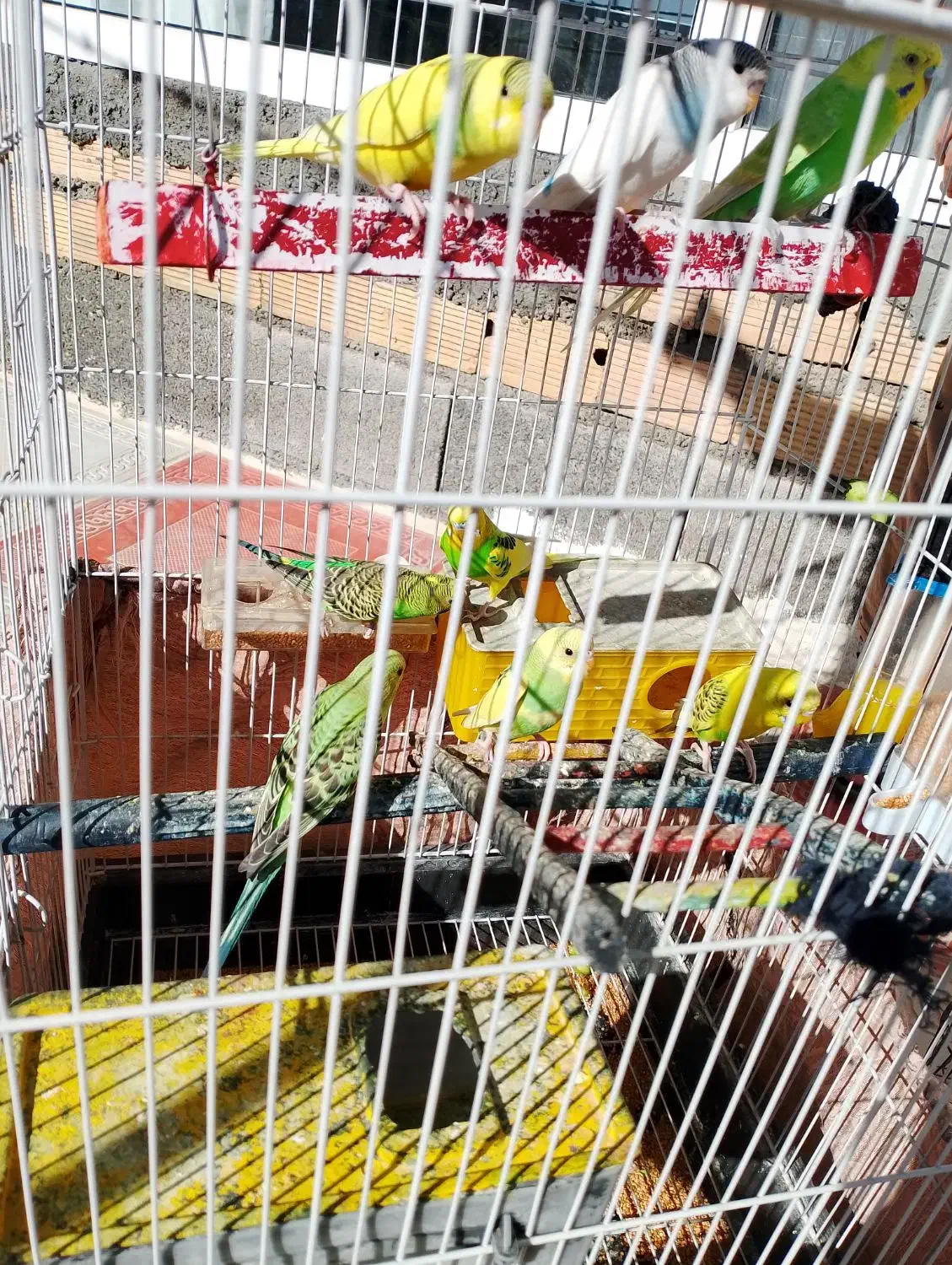 فوری|پرنده|روانسر, |دیوار