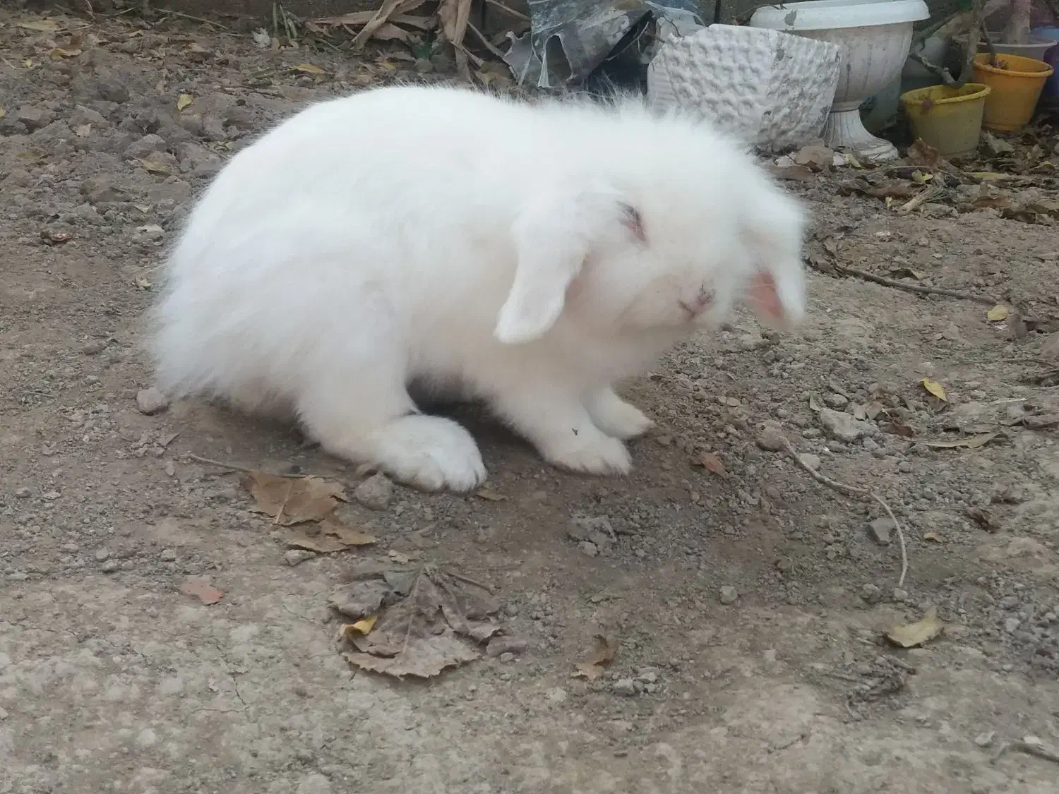 خرگوش لوپ ماده بالغ اماده جفت گیری فوری|موش و خرگوش|گنبد کاووس, |دیوار