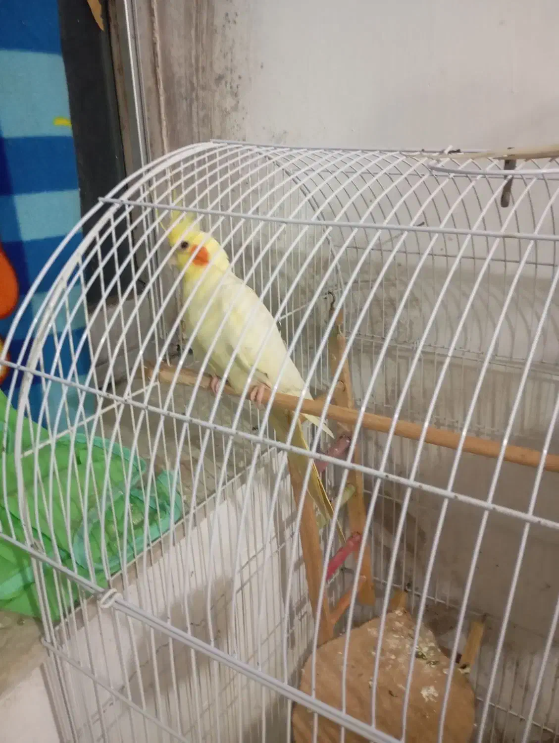 عروس ماده لوتیو|پرنده|رشت, رودباری|دیوار