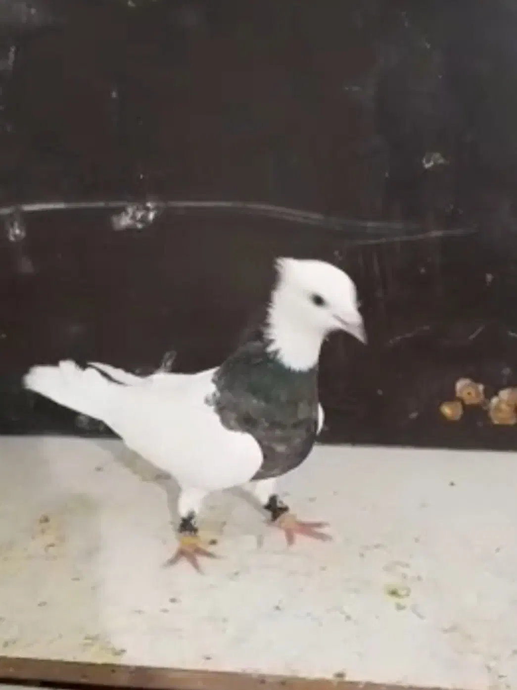 توقی|پرنده|طرقبه, |دیوار