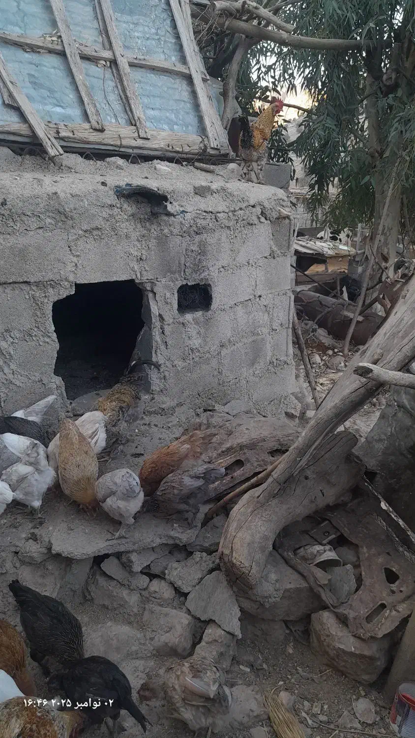 خروس محلی-سردسیری۸۰۰تومان|حیوانات مزرعه|سرفاریاب, |دیوار