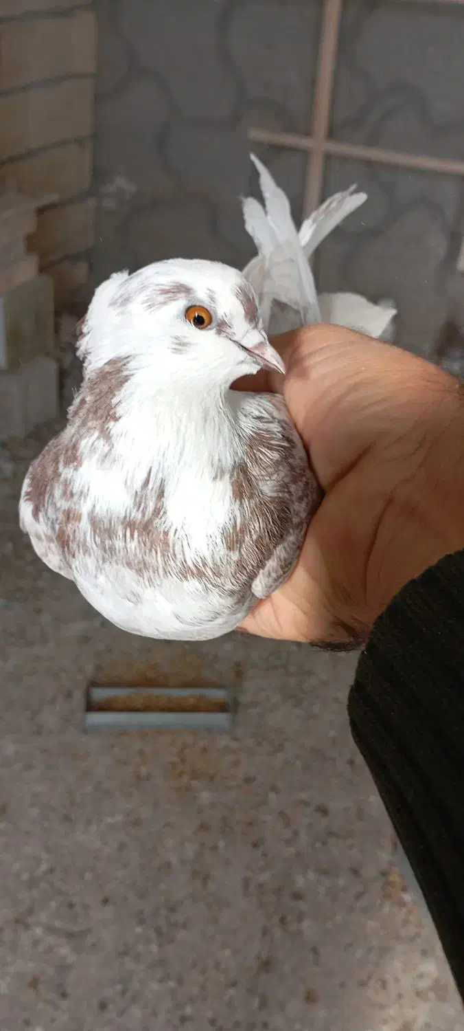 یه جفت ماده تهرانی|پرنده|نجف‌آباد, یزدانشهر|دیوار