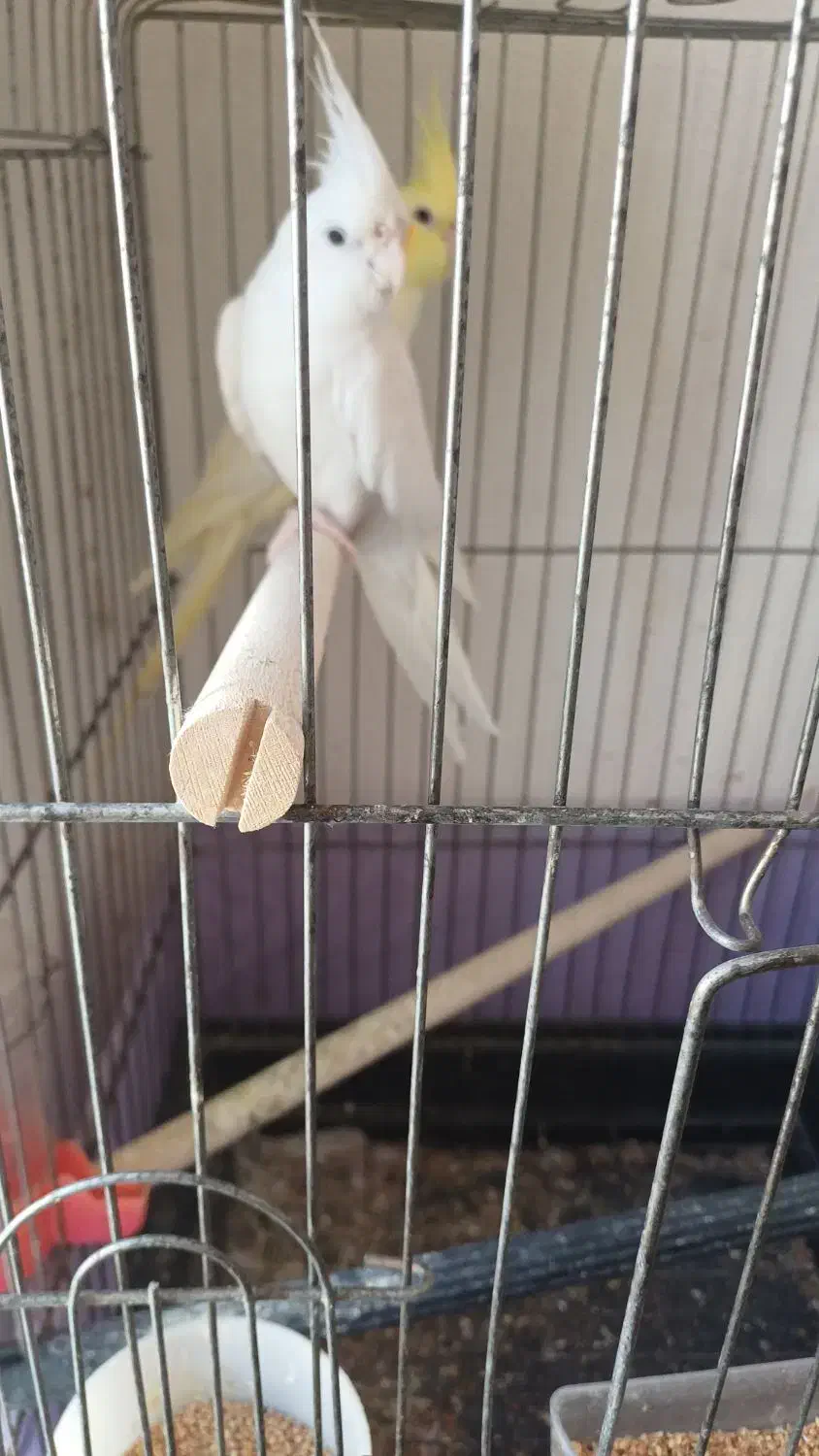 عروس هلندی نر و ماده|پرنده|قشم, |دیوار