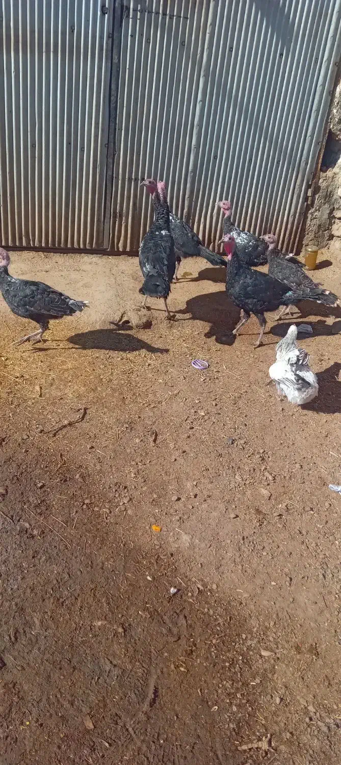 بوقلمون|حیوانات مزرعه|موچش, |دیوار