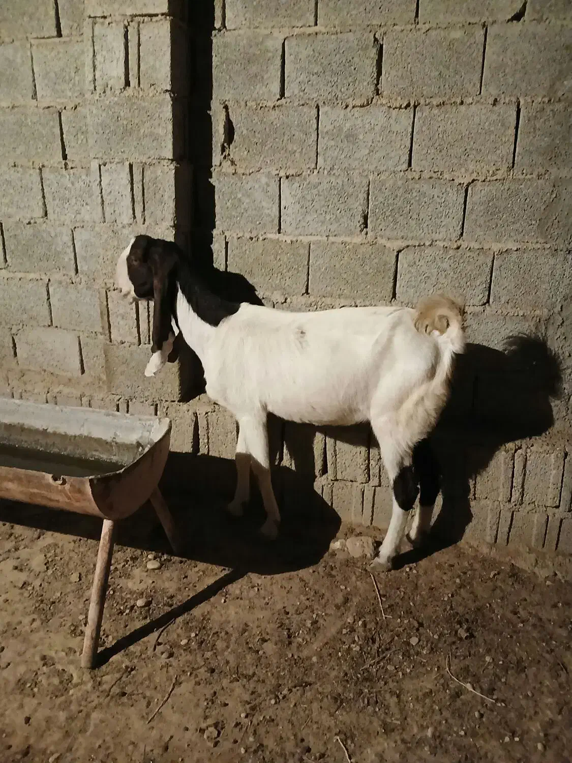 بز افغانی گناوه|حیوانات مزرعه|بندر گناوه, |دیوار