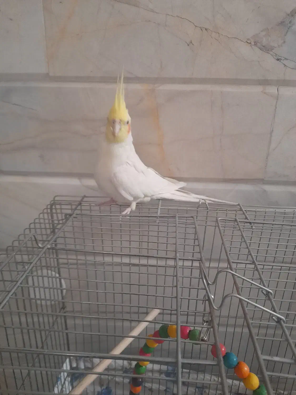 عروس هلندی سخنگو|پرنده|نجف‌آباد, یزدانشهر|دیوار