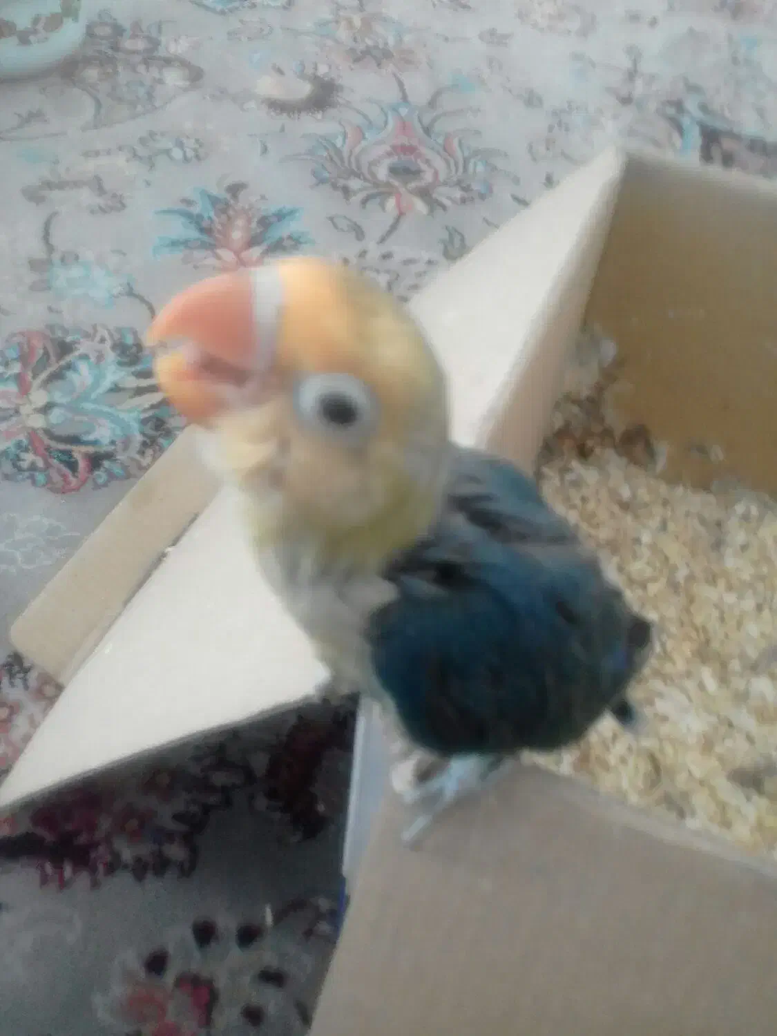 طوطی برزیلی|پرنده|بروجرد, |دیوار