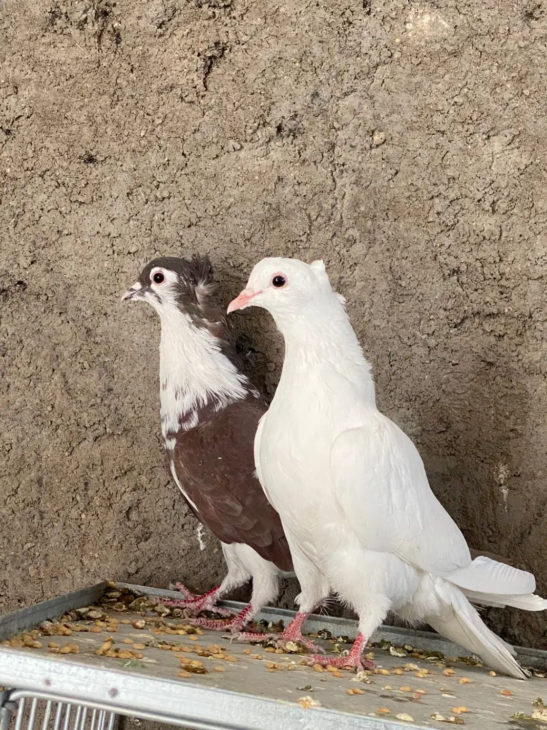 کبوتر دمگیر|پرنده|برخوار, |دیوار