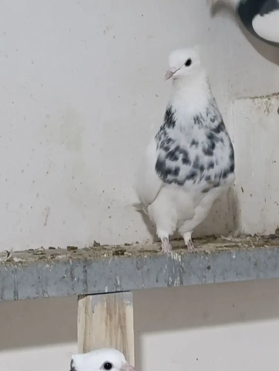 ۲جفت کفتر طوقی الماسی با ۵تا تکی|پرنده|یزد, |دیوار