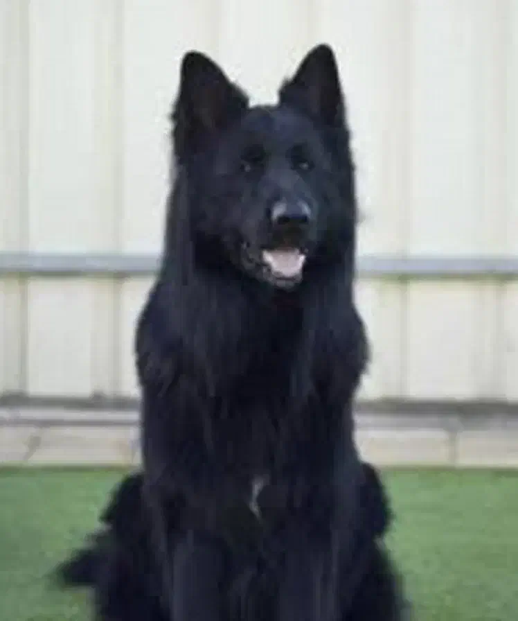 سگ محبوب خانواده ژرمن شپهرد همبازی کودکان|سگ|تهران, چیتگر شمالی|دیوار