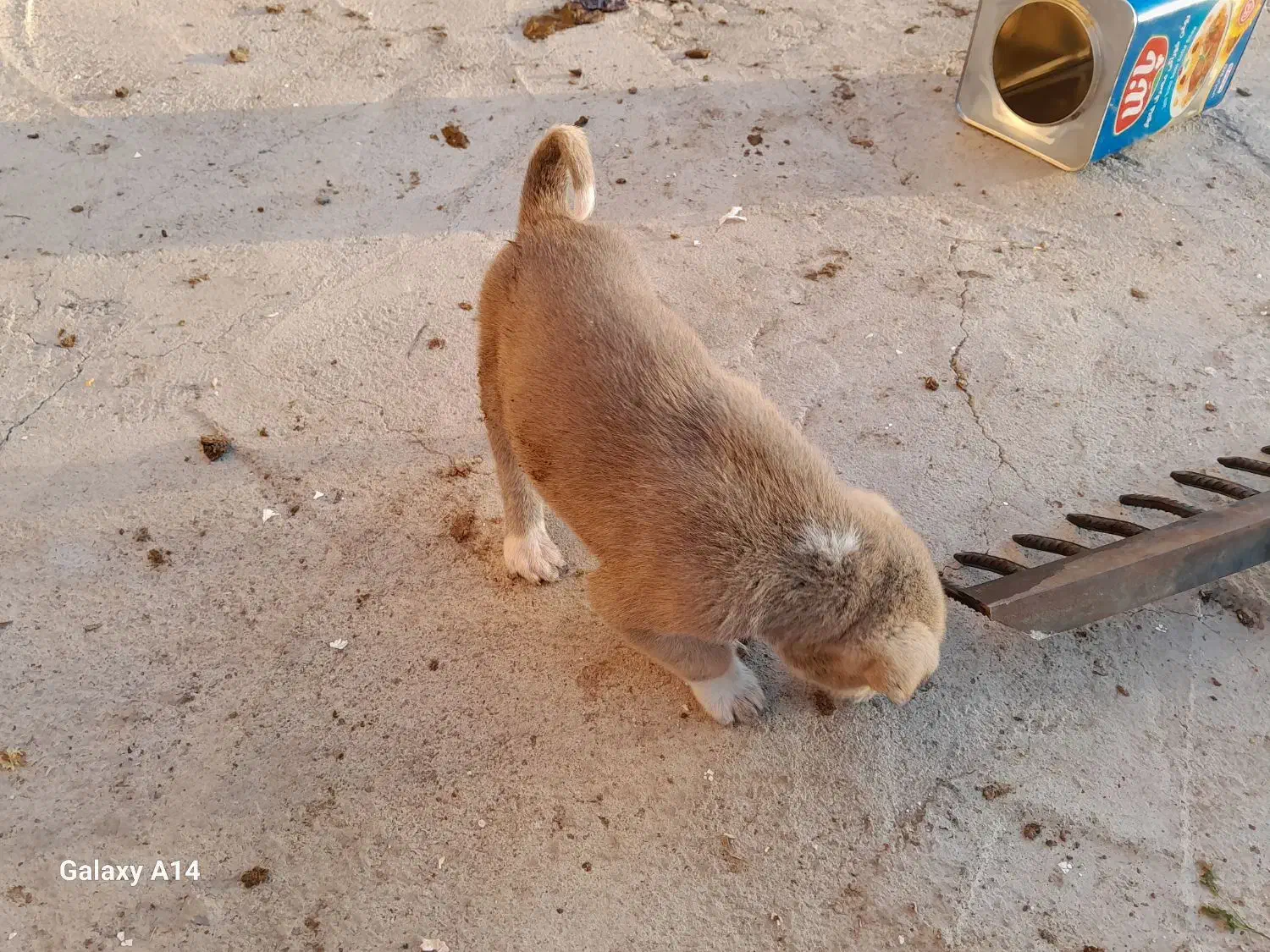 فروش توله سرابی|سگ|سراب, |دیوار