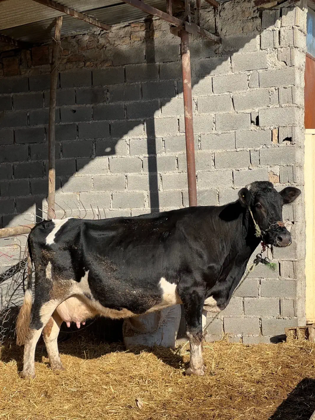 گاو شیری|حیوانات مزرعه|سنگدوین, |دیوار