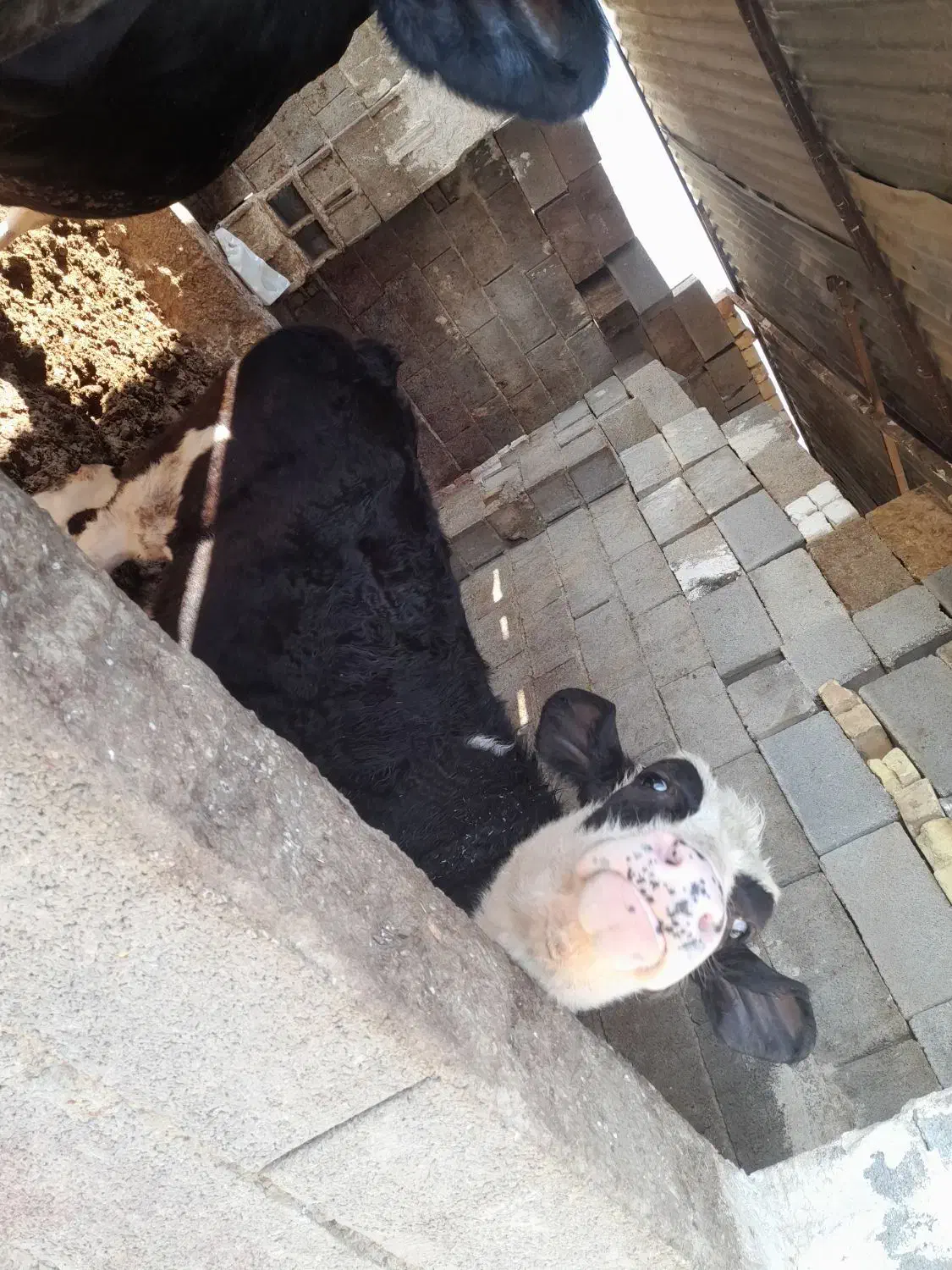 گوساله ماده|حیوانات مزرعه|شیراز, جرسقان|دیوار