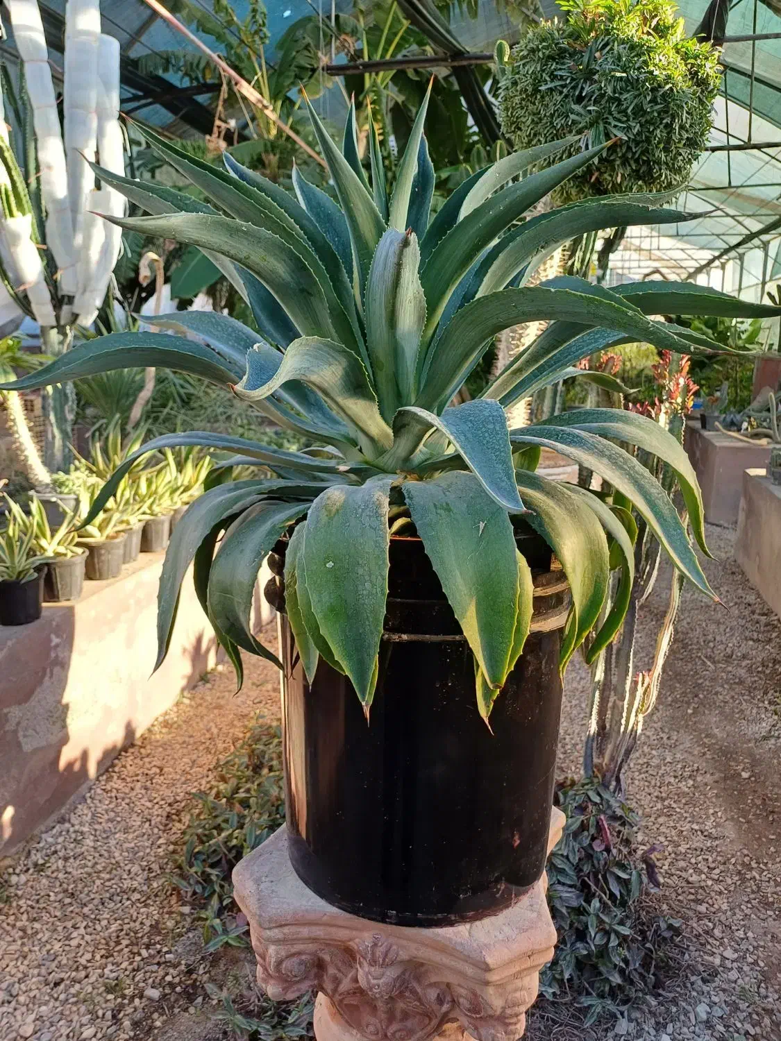 گل آگاو لاله ای سایز بزرگ|گل و گیاه طبیعی|بیستون, |دیوار